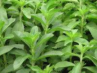 Stevia